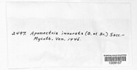Thyronectria aquifolii image